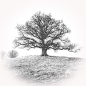 Preview: Baum, Eiche